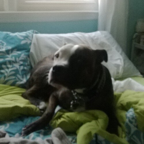 kittenbeauty12's profile picture. Keep calm and Teen Wolf on