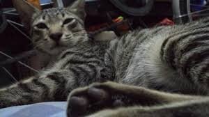 duniaremaja20's profile picture. sakit banget ga ada yang bisa disuduk hari ini