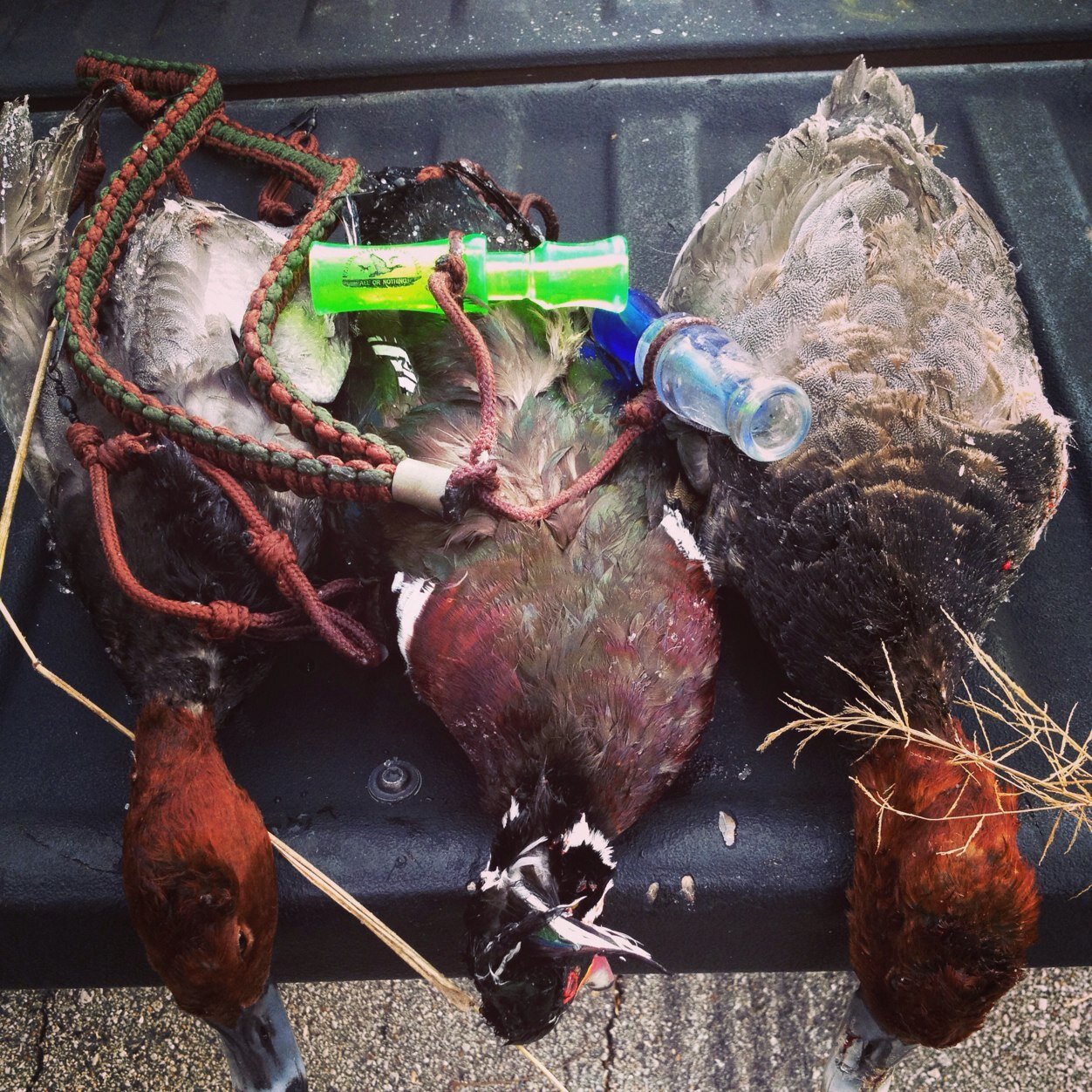 Busting ducks here in the lake of ozarks is what we do. - Lake of The Ozarks, MO