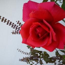 I m sweet ,honest and lovely nature :-)