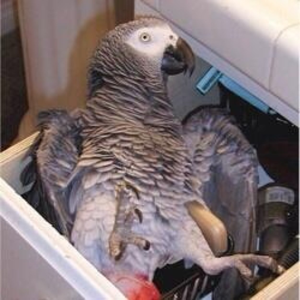 filmstartled's profile picture. Pirate Parrots, cursed to change into human form at night and rove the Spanish Main in search of the Fanny Clam, the pearls of which can set them free.. (16+)