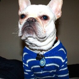 KaipoKG's profile picture. Puppy, friend, bad-boy, lady killer.