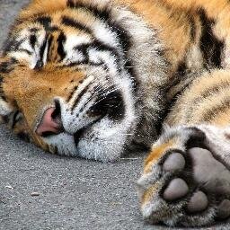 Send Your Confessions to TigerConfessions@aim.com or DM them to me! You will be anonymous!