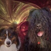 Dee's Puppies(@FurkidParent) 's Twitter Profile Photo