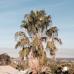 Your number one news and information site for Palm Springs and the other desert cities of the Coachella Valley.