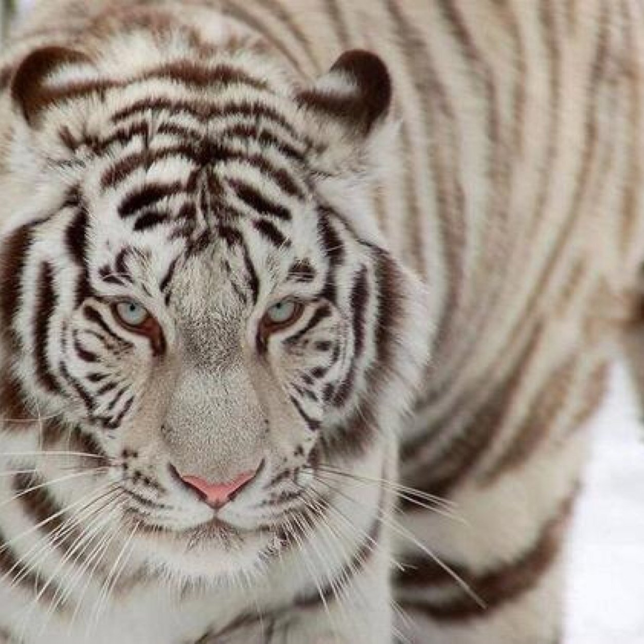 vitigers's profile picture. I don't know who i was, am, and will be