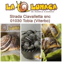 Allevamento piu grande d'Italia di lumache da gastronomia ,riproduzione Vendita in tutta Italia consegna in 24h progettazione e fornitura nuovi impianti