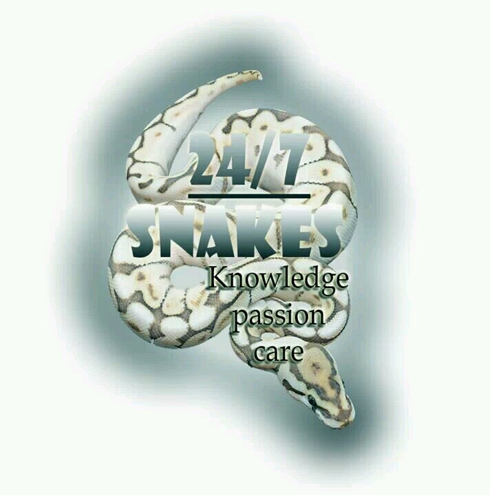 we run a high quality breeding facility for all types of pythons and corns find us on youtube and facebook.