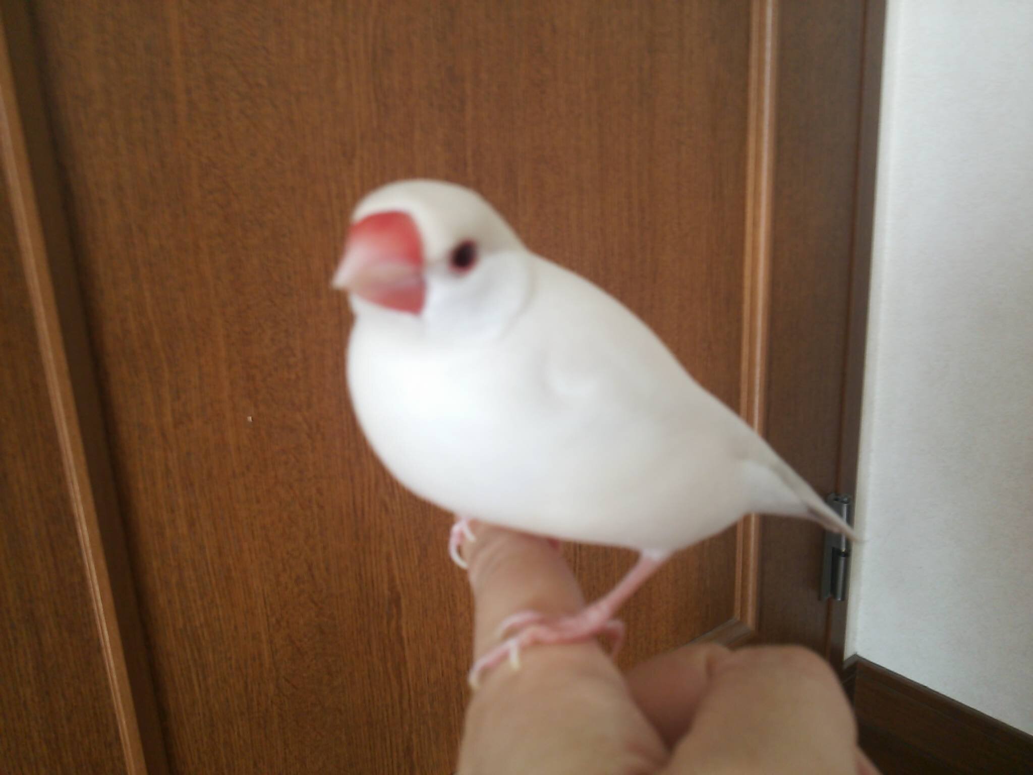 文鳥大好き、キジバト大好き、鳥さん大好き！ 2010年9月～2021年9月文鳥(てんちゃん)と幸せな毎日を過ごしました。 2020年6月〜2025年6月足に障害のあるキジバトのまめちゃんと幸せな毎日を過ごしました。ウスユキバトのうららちゃんお迎えしました💞