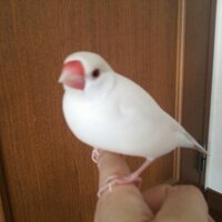 のぞみ♪ (@shiroi_tori) 's Twitter Profile Photo のぞみ♪ (@shiroi_tori) 's Twitter Profile Photo