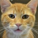 Debbie Atchison - @sjmamom - Twitter