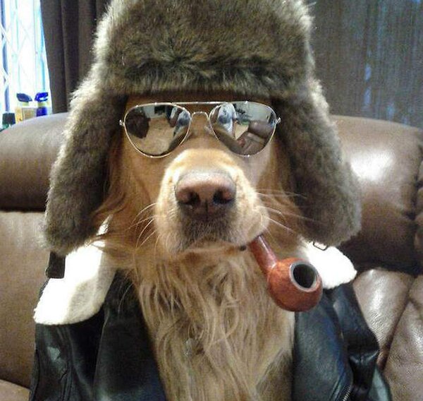 Find out new and fresh content of funny dog images and videos. Special dog pictures for dog lovers who love watching cute dogs acting crazy.