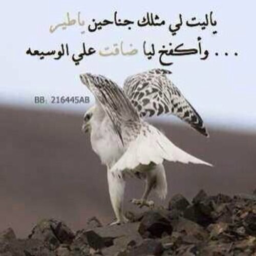 كبر الخطآ ما كل عذر يغطيه
      مثل التعازي ماترد المصيبه