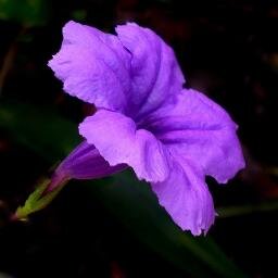 ZuriHernandezZu's profile picture. degree in -Music practitioner ; I am Devoted tvaholic : Avid bacon guru  -