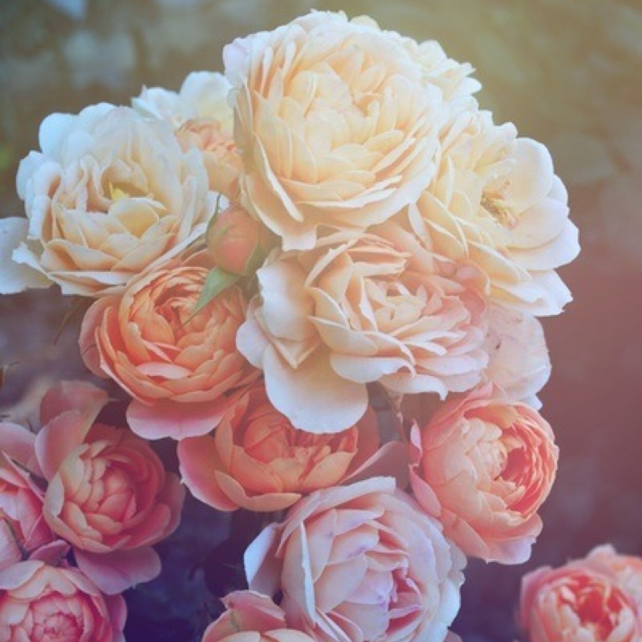 تبي تسعد اللي تحبه؟ ارسل لي كلام DM مع اليوزر❤️ اذا بتسويلي فولو عشان اقول لك من ارسل لك؟  بلوك:)