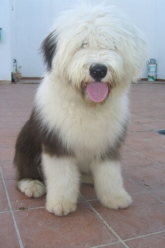 MrSerge50's profile picture. CDNX pennystocks Trader