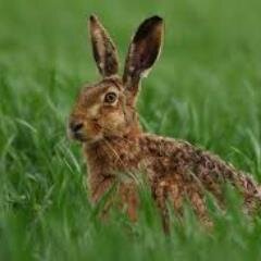 was mit Landwirtschaft, Agrarjournalist, Bauernblatt Schleswig-Holstein, https://t.co/AiLgPXknuM, Tweets are my own