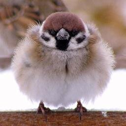 声優、役者を志す　すずめです。よろしくおねがいします！（*'◇'*）好きなものは白いご飯！片隅でアイドルなんかもやっております。素敵な役者になりますっ♪