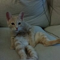 Elizabeth McKee (@lemmiwinkidinks) 's Twitter Profile
