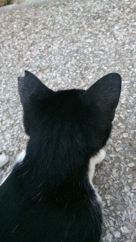 動物と人が少しでも幸せになれるように大学院で研究しながら活動しています。地域猫。大学猫。動物福祉。amazarashiも大好き。何もしない善人よりは行動する偽善者でありたい。