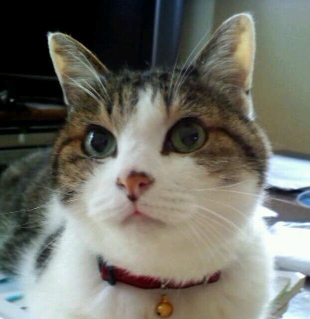 猫大好き。