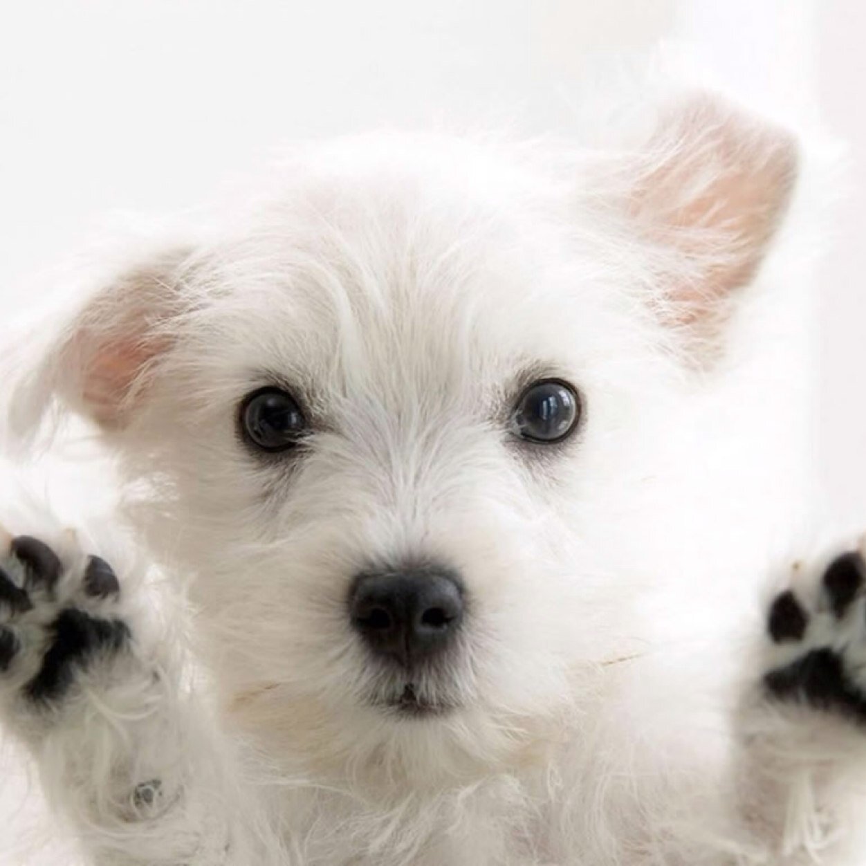 dailyanimalbaby's profile picture. Daily dose of baby animals