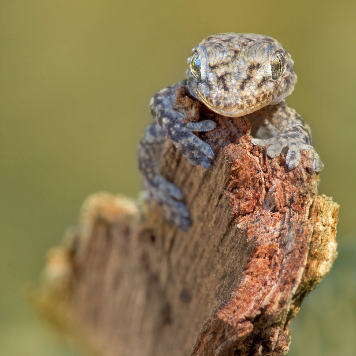 larapissanchi's profile picture. 