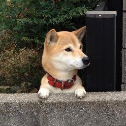 niwayuu's profile picture. 社畜9年生。情報収集メインで日常のことを呟きます。キャンプ好きです、ぴーかー