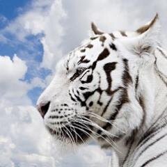 shashlichnik1's profile picture. 