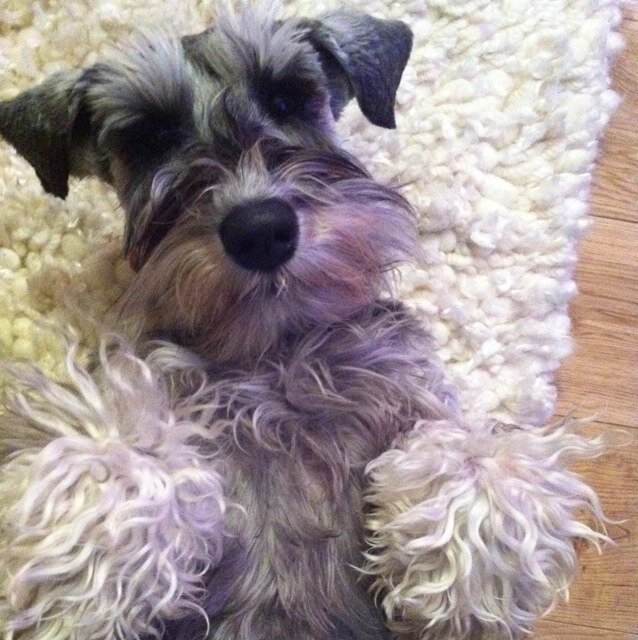 RoxySchnauzer's profile picture. 