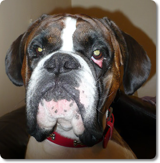 I'm Bruce the Boxer Dog, I'm 7 years old and 3 stone, but I still act like a Puppy. Can I sit on your lap?