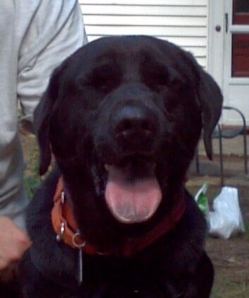 OMalleyRoth's profile picture. Happy puppy