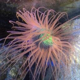 Mad about marine tanks, swap coral frags, learn tips, tricks and hear about great marine deals.