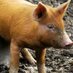The Ginger Piggery (@gingerpiggery) Twitter profile photo The Ginger Piggery (@gingerpiggery) Twitter profile photo
