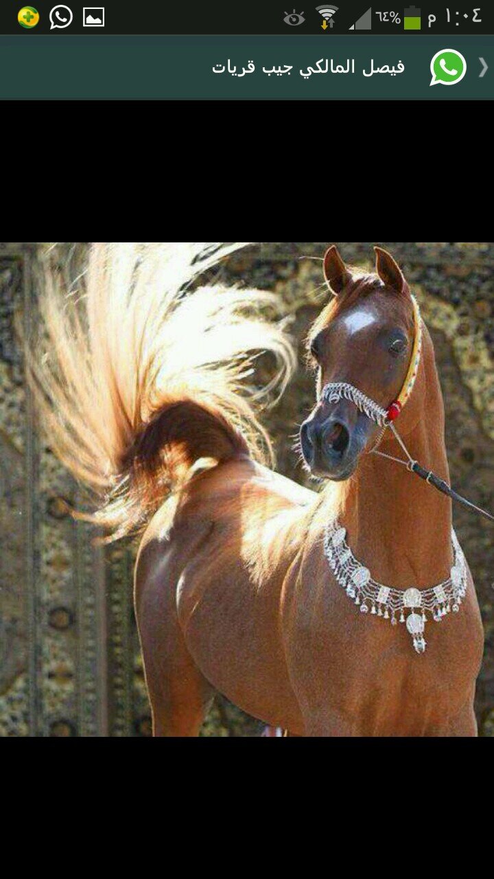 Mohd77771's profile picture. 