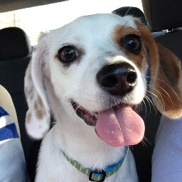 Thecheagle's profile picture. Zoey the Cheagle