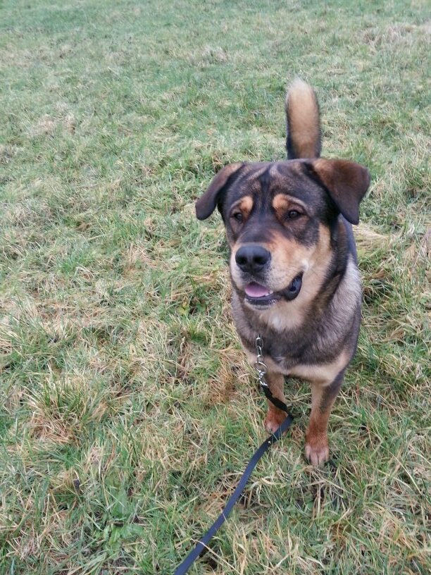 Hello, I'm Benson and I'm a Rottie/Akita cross.  Follow me on here and on facebook too please.