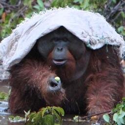 buccaneerstore's profile picture. 