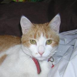 gladys neira