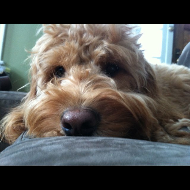 accidentathome's profile picture. This is what happens when you quit your job to start a new business and get sidetracked with a baby. I am a cautionary tale!