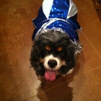 Anna (@blondetexan71) 's Twitter Profile
