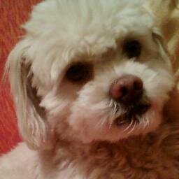 silpaixaomor's profile picture. 