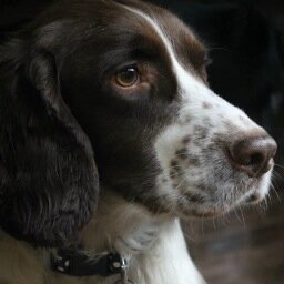 Loved wee Mack & misses him every day since he passed away. Despises what Sturgeon & the SNP have done to Scotland.