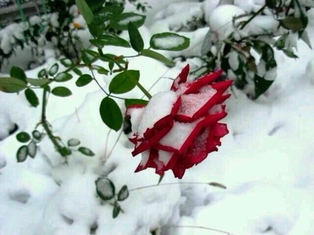 ‏‏أكبر ثقه قولة : مقدر ومكتوب
واعظم قناعاتي ليا قلت خيره !!