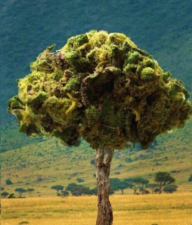 Gain Thousands of followers at our website and retweets! #TeamFollowBack #TeamHigh