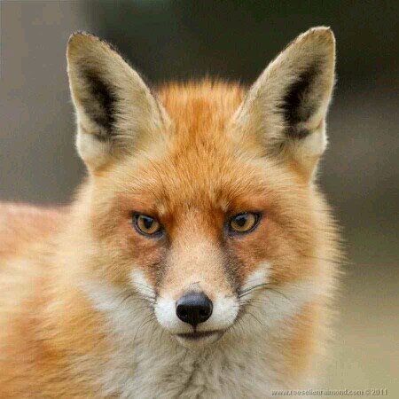 what does the fox say?? i play xbox 360. im wanting to make new friends. im a female. IM SINGLE. i roleplay