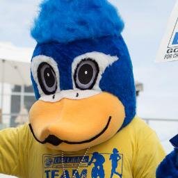 @TeamLifeline mascot. Northeastern Juju, part roadrunner. Love to photobomb the selfies. Half marathoner, rain or shine. #wheresbigblue #runwalkflap 💙💛🎗️🐦