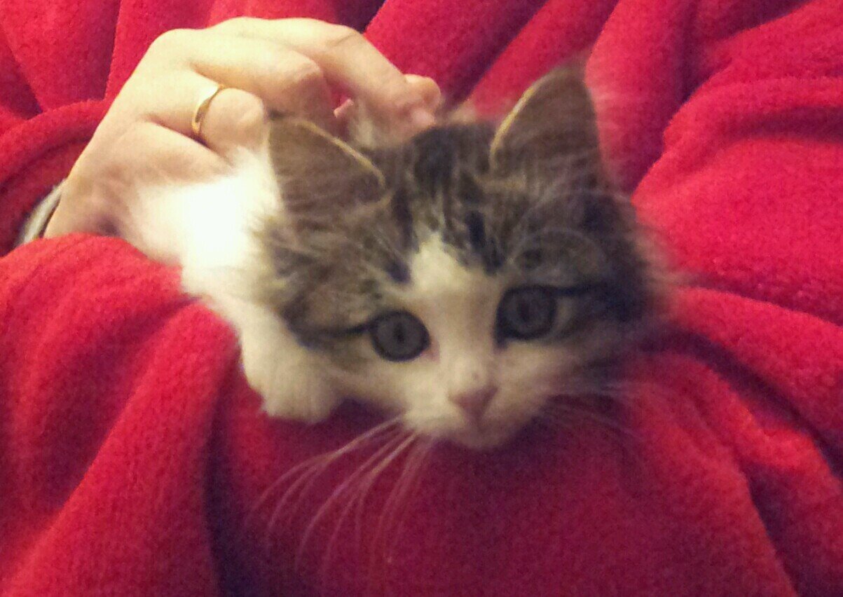 MocaconConde's profile picture. 