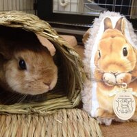 ram (@20041015) 's Twitter Profile Photo ram (@20041015) 's Twitter Profile Photo