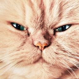 AlexJaffreys's profile picture. 